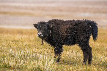 Fototapeta premium Closeup view of cute domestic black yak calf in high altitude meadow, Murghab, Gorno-Badakhshan, Tajikistan Pamir