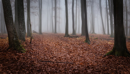 Obraz premium Mysterious Misty Forest With Damp Decayed Leaves On Ground And Foggy Atmosphere
