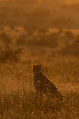 A backlit image of a portrait of Cheetah at Masai Mara, Kenya