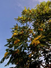 Ailanthus altissima. The tree looks like a palm tree.