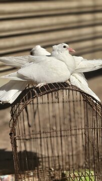 Two white pegions resting on an old rusty cage
