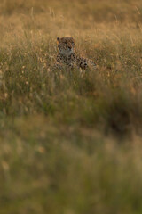 A backlit image of a Cheetah resting in the grass at Masai Mara, Kenya