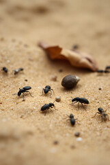 black pepper on the ground