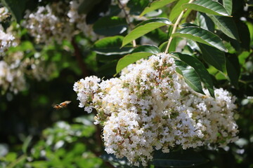 Bright white blossoms on Crepe Myrtle tree growing in a garden.