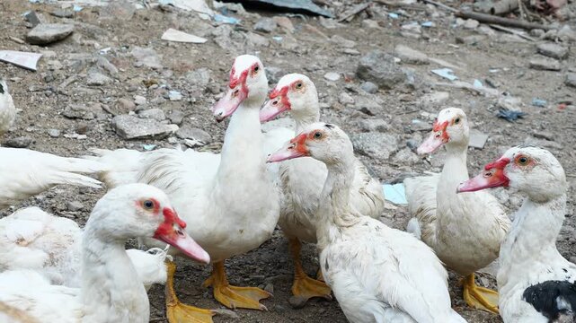 Flock of ducks on the rural farm. Poultry and subsistence farming concept. Detail of a duck head. Close up of Ducks feed on traditional rural barnyard. Free range poultry farming concept.