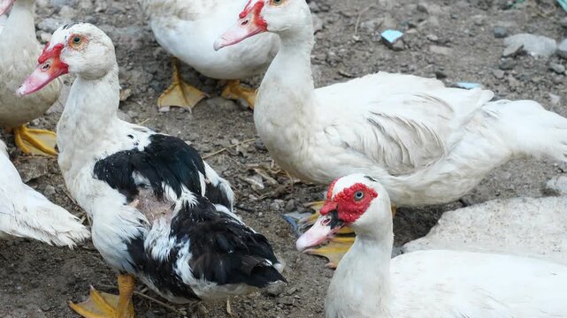 Flock of ducks on the rural farm. Poultry and subsistence farming concept. Detail of a duck head. Close up of Ducks feed on traditional rural barnyard. Free range poultry farming concept.