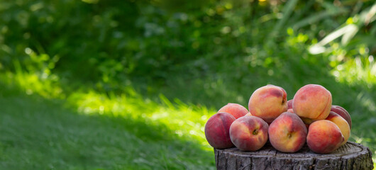 fresh ripe peaches on a stump against a garden background