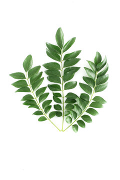 Fresh muraya koningii (sweet neem) pinnates on white background