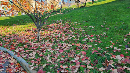 Autumn colored tree leaves falling on green grass in autumn