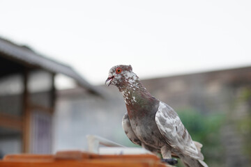 A detailed close-up of a unique mottled grey and white domestic pigeon with a feathered crest, perched with its beak open against a blurred background