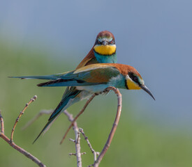 żołny, kolorowe ptaki,  © dejuna