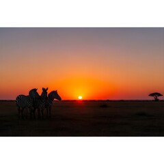 A beautiful horse stands peacefully on a sandy beach at sunset, bathed in the warm, golden lightA beautiful horse stands peacefully on a sandy beach at sunset, bathed in the warm, golden light