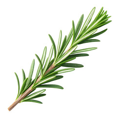 Obraz premium Fresh rosemary sprig isolated studio shot culinary herb for cooking and aromatherapy isolated on transparent background