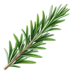 Fototapeta premium Fresh rosemary herb sprig isolated for culinary and medicinal use isolated on transparent background