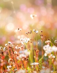 Colorful wildflowers in a sunlit meadow