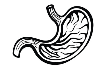 Black and white stomach section showcases internal anatomy and details