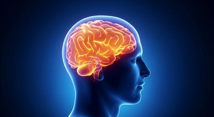 Obraz premium Human Brain Anatomy with Glowing Orange Activity | Medical Visualization for Neuroscience, Psychology and Healthcare Marketing