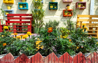 Blooming Marigolds and Colorful Planters in a Decorative Backyard Garden