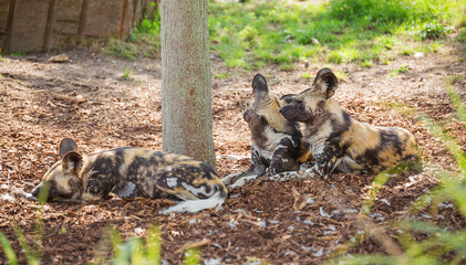 Pack of African wild dogs resting under a tree on a hot summer day , Lycaon pictus, painted dog, Cape hunting dog, animal in its natural habitat