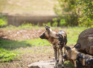 African wild dog stands on a stone and looks away on a hot summer day , Lycaon pictus, painted dog, Cape hunting dog, animal in its natural habitat