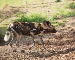 animal listed in IUCN Red List - running African wild dog, Lycaon pictus, painted dog, Cape hunting dog, animal of Africa
