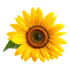 Fototapeta premium Close-up of a vibrant yellow sunflower, showcasing detailed petals and a dark center