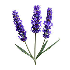Close-up of three vibrant purple lavender sprigs against a black background