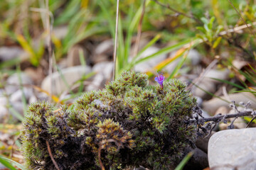 Small purple flower on moss Germany, Augsburg, Haunstetten, 15 September 2025