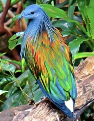 Nicobar Pigeon Perched Amongst Lush Greenery