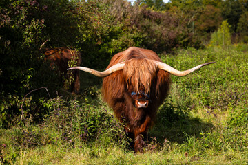 Highland cow close up with horns Germany, Augsburg, Haunstetten, 15 September 2025