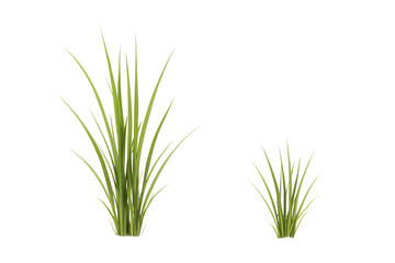 Obraz premium Tall and short green grass blades emerge from dark base slender blades plant