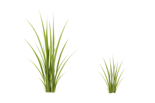 Tall and short green grass blades emerge from dark base slender blades plant