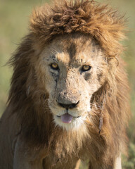 Older, very worn male lion with his tongue out