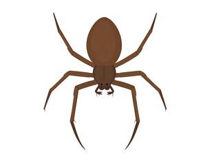 Illustration of a brown spider