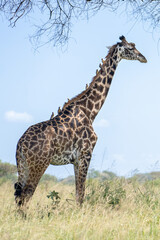 Giraffe in a field with oxpecker birds on her neck