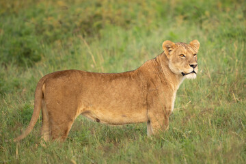 Early morning lioness standing in a field
