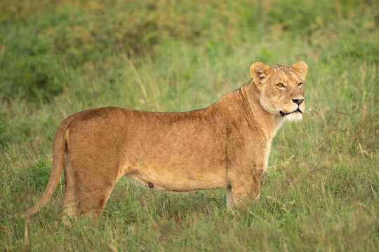 Early morning lioness standing in a field
