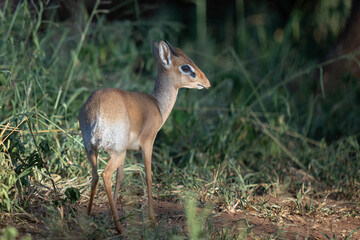 Dik Dik in the bush with flies all around