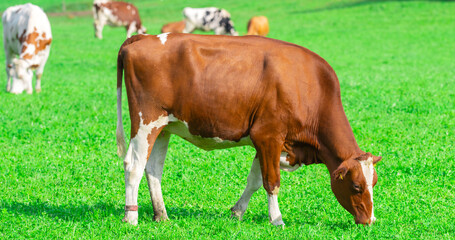 Fototapeta premium Cows grazing in a green pasture. Herd of cattle in the countryside. Alpine meadows with grazing cows. Farmland with cows livestock. Grassy fields filled with cows. Grazing bovine.