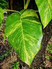 Epipremnum Aureum Vine Close Up Leaf
