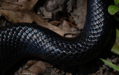 Detail of snakeskin scales. Macro close-up scaly snake skin. Snake scale pattern. Black snake scales. Leathery snake texture. Snakes scales detailed reptilian texture. Exotic reptilian background.