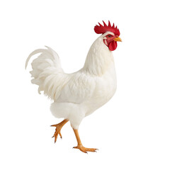 Elegant poultry portrait: White rooster in striking pose against stark black backdrop