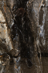 Dark and rich marble texture showcasing natural patterns and colors found in stone surfaces
