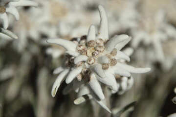 Edelweiss, a rare and beautiful alpine flower, close-up