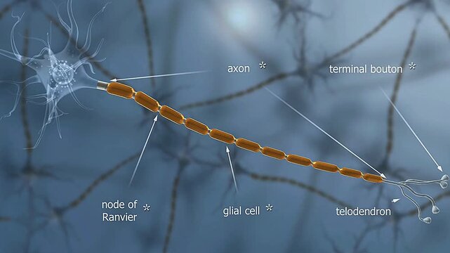 Nerve fibre anatomy.