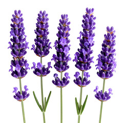 Close-up of five vibrant purple lavender sprigs against a black background