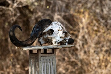 Skull of an African Buffalo used as decoration at the Samburu national park in Kenya
