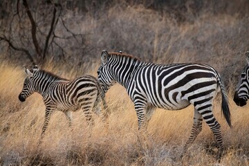 Grevy's Zebra walking in the Savannah at the Samburu national park in Kenya