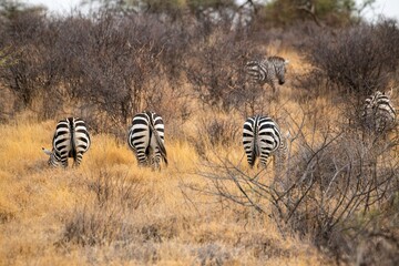 Grevy's Zebra walking in the Savannah at the Samburu national park in Kenya