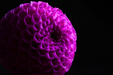 Dahlia flower close-up on a dark background